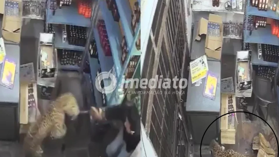 VEJA: Vídeo mostra leopardo invadindo loja de bebidas e atacando funcionário que “luta” com o animal