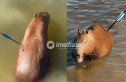 CRUELDADE: Capivara é encontrada com flecha cravada no corpo e morre após dias de luta pela vida