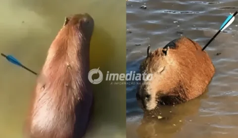 CRUELDADE: Capivara é encontrada com flecha cravada no corpo e morre após dias de luta pela vida