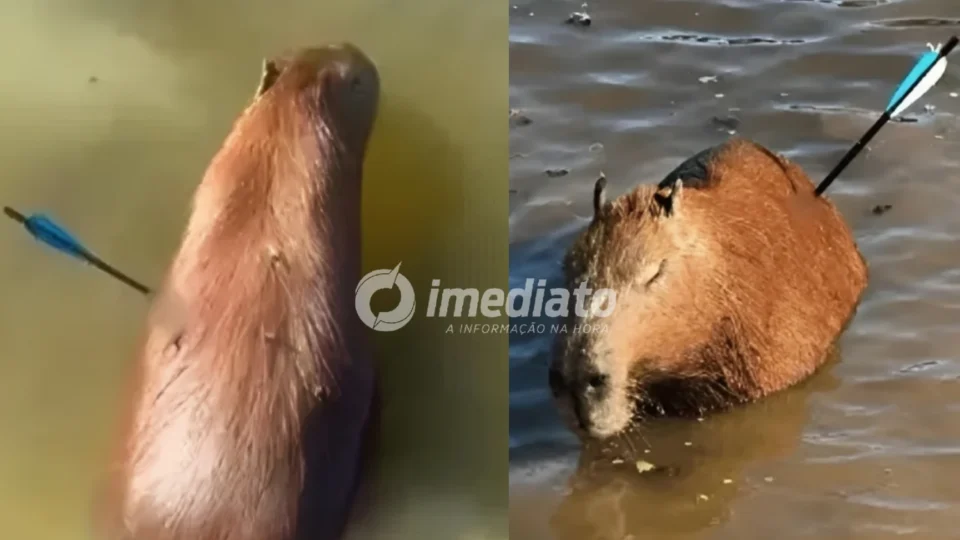 CRUELDADE: Capivara é encontrada com flecha cravada no corpo e morre após dias de luta pela vida