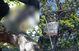 Veja o vídeo: Homem morre eletrocutado ao subir em árvore para pegar abacates no Tancredo Neves