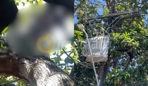 Veja o vídeo: Homem morre eletrocutado ao subir em árvore para pegar abacates no Tancredo Neves