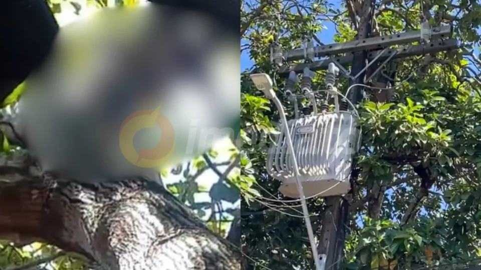 Veja o vídeo: Homem morre eletrocutado ao subir em árvore para pegar abacates no Tancredo Neves
