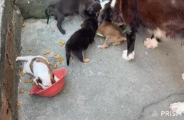 Vídeo: Morador da Cidade Nova busca famílias para adotar sete filhotes de cachorro em Manaus