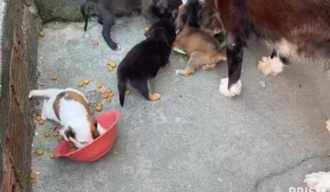 Vídeo: Morador da Cidade Nova busca famílias para adotar sete filhotes de cachorro em Manaus