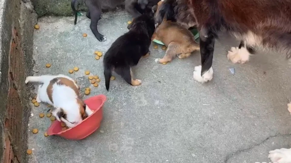 Vídeo: Morador da Cidade Nova busca famílias para adotar sete filhotes de cachorro em Manaus