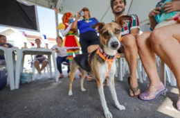 Belém realiza vacinação de cães e gatos neste sábado