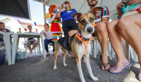 Belém realiza vacinação de cães e gatos neste sábado