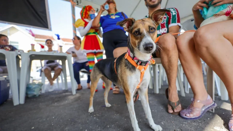 Belém realiza vacinação de cães e gatos neste sábado