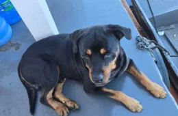 Tutora oferece R$ 1 mil de recompensa para encontrar Rottweiler desaparecido no Parque das Laranjeiras