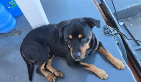 Tutora oferece R$ 1 mil de recompensa para encontrar Rottweiler desaparecido no Parque das Laranjeiras
