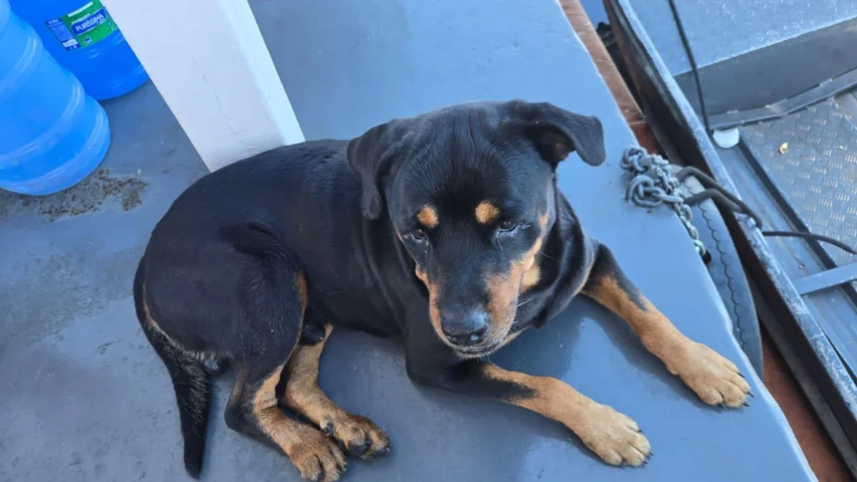 Tutora oferece R$ 1 mil de recompensa para encontrar Rottweiler desaparecido no Parque das Laranjeiras