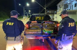 PRF apreende mais de 300 aves silvestres transportadas ilegalmente em ônibus na BR-163, em Santarém