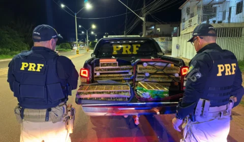 PRF apreende mais de 300 aves silvestres transportadas ilegalmente em ônibus na BR-163, em Santarém