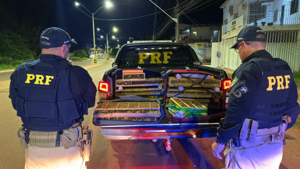 PRF apreende mais de 300 aves silvestres transportadas ilegalmente em ônibus na BR-163, em Santarém