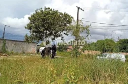 Imagens chocantes: Homem é encontrado morto com pés e mãos amarrados em área de mata no Colônia Terra Nova