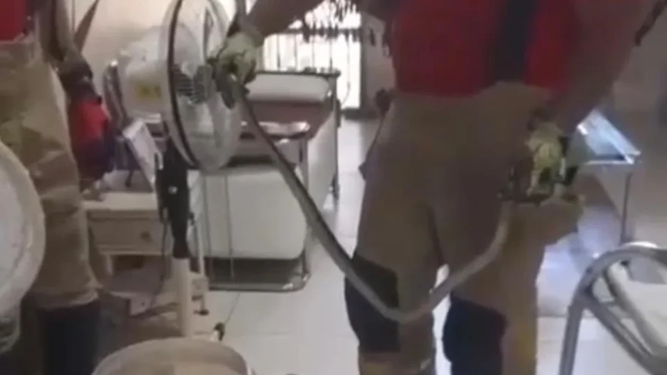 Visita inesperada: cobra é capturada dentro de residência em Boa Vista; veja vídeo