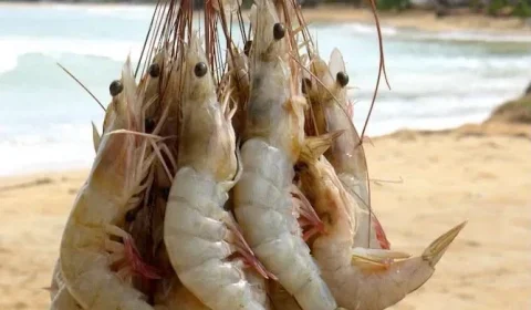ALERTA: Pesquisa usa camarões para identificar contaminação de rios pelo garimpo ilegal no Amapá
