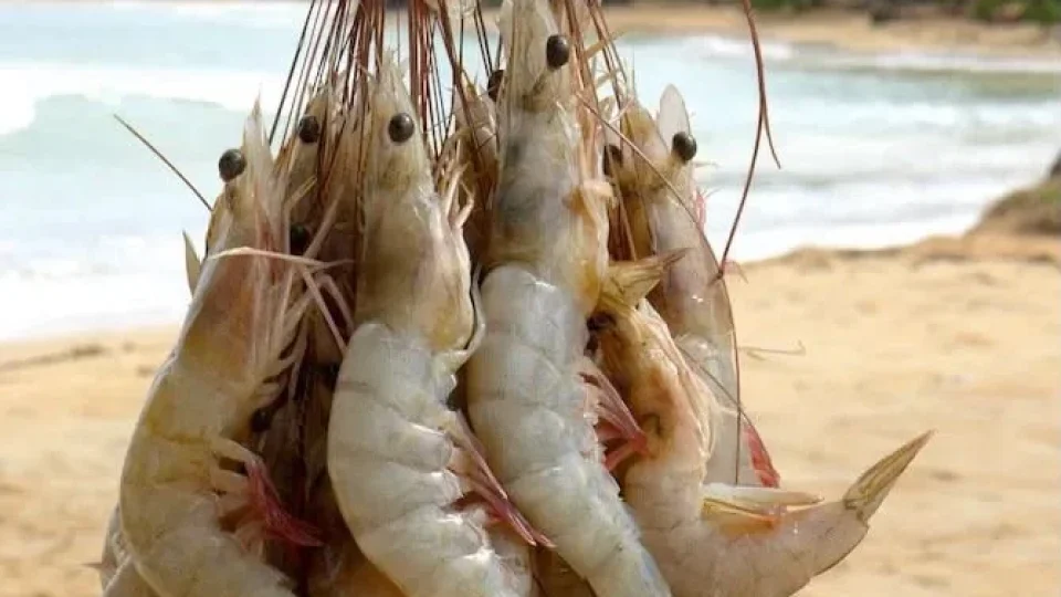 ALERTA: Pesquisa usa camarões para identificar contaminação de rios pelo garimpo ilegal no Amapá