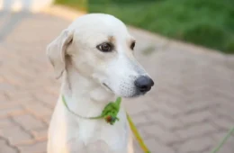 EMOCIONANTE: Após perder o tutor, cão espera por mais de um mês em hospital e ganha nova esperança