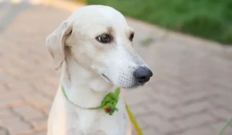 EMOCIONANTE: Após perder o tutor, cão espera por mais de um mês em hospital e ganha nova esperança