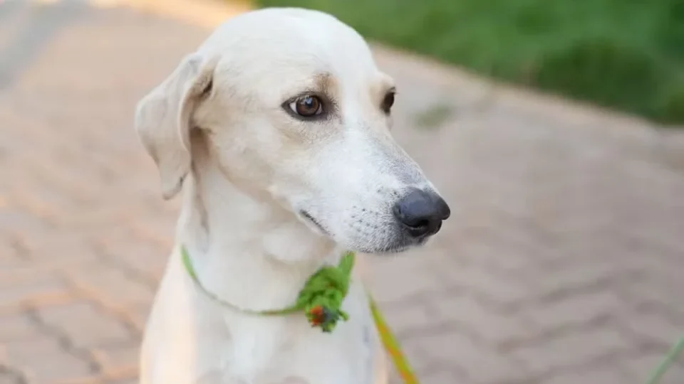EMOCIONANTE: Após perder o tutor, cão espera por mais de um mês em hospital e ganha nova esperança