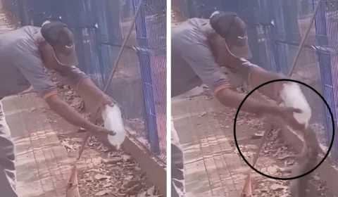 VEJA VÍDEO: Trabalhador tem dedo amputado após ser mordido por lagarto teiú em parque
