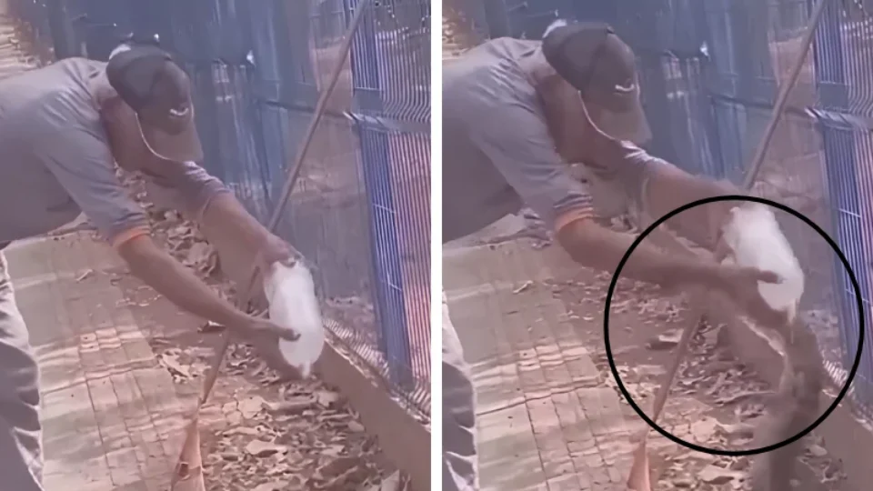VEJA VÍDEO: Trabalhador tem dedo amputado após ser mordido por lagarto teiú em parque