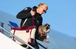 Haaland chega à Noruega com guaxinim empalhado após Copa do Mundo 2026