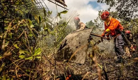Com 115 focos de calor, Pará é o 5º estado no ranking nacional de incêndios florestais