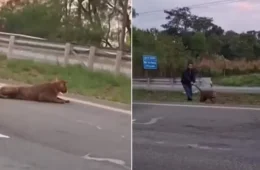 Vídeo: Onça-parda é puxada pelo rabo após ser atropelada em rodovia de São Paulo