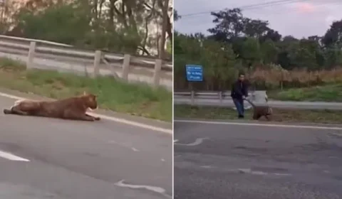 Vídeo: Onça-parda é puxada pelo rabo após ser atropelada em rodovia de São Paulo