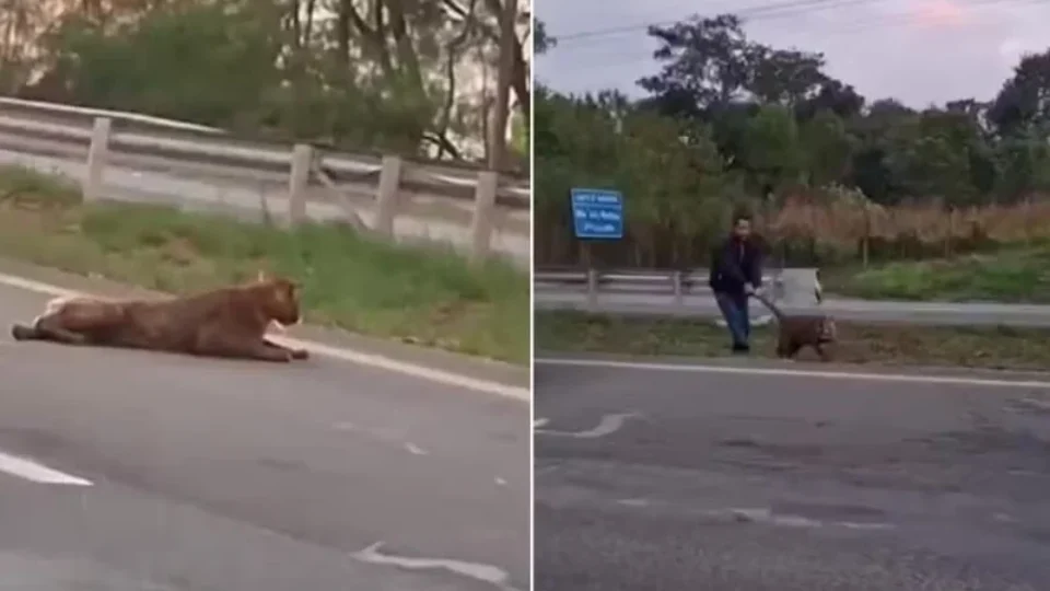 Vídeo: Onça-parda é puxada pelo rabo após ser atropelada em rodovia de São Paulo