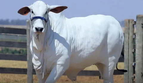 Vaca Carina é avaliada em R$ 24 milhões e se torna o rebanho mais caro do mundo