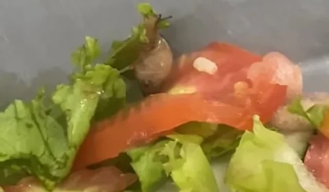 Caramujo é encontrado dentro de prato de salada no restaurante universitário da UFRA