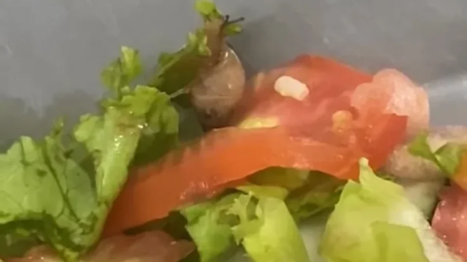 Caramujo é encontrado dentro de prato de salada no restaurante universitário da UFRA