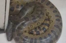 Sucuri é encontrada dentro de banheiro de escola e resgatada em Porto Velho