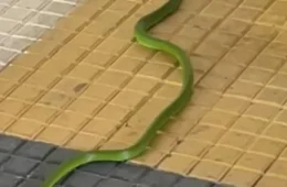 Duas cobras são encontradas dentro do campus da Ufam e chamam atenção de alunos em Manaus.