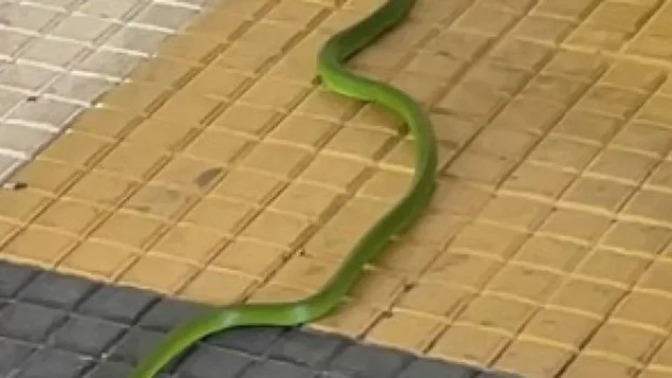Duas cobras são encontradas dentro do campus da Ufam e chamam atenção de alunos em Manaus.