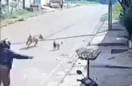 Ataque de pitbull é registrado em vídeo e deixa mulher ferida em Parauapebas