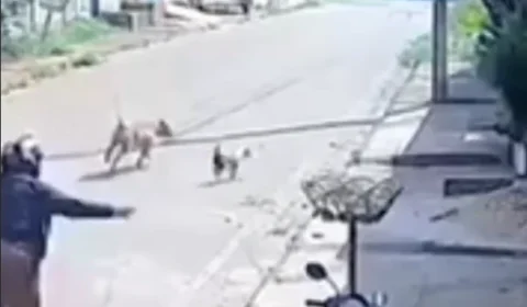 Ataque de pitbull é registrado em vídeo e deixa mulher ferida em Parauapebas
