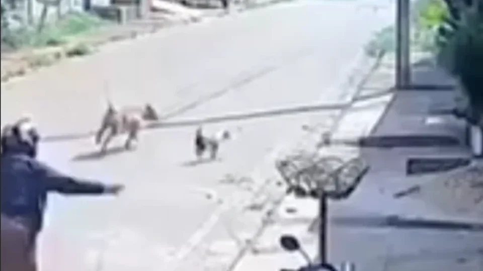 Ataque de pitbull é registrado em vídeo e deixa mulher ferida em Parauapebas