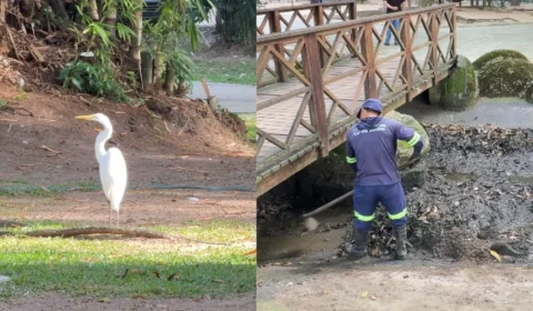 Lago da Praça Batista Campos é esvaziado após invasão de garças e morte de peixes