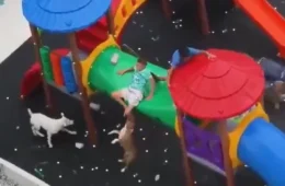 Pitbulls atacam crianças em parque e um dos cães morde perna de vítima