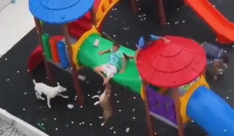 Pitbulls atacam crianças em parque e um dos cães morde perna de vítima