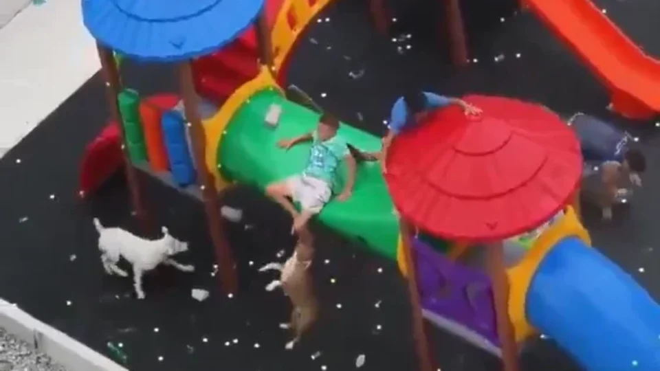 Pitbulls atacam crianças em parque e um dos cães morde perna de vítima