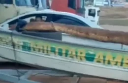 “Olha o tamanho!” Cobra de grandes proporções é capturada e impressiona moradores