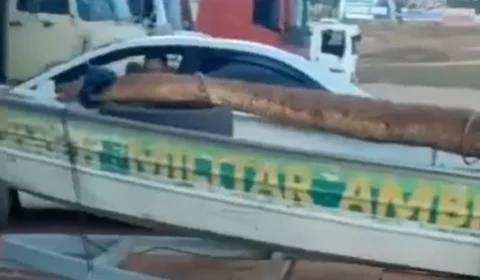 “Olha o tamanho!” Cobra de grandes proporções é capturada e impressiona moradores