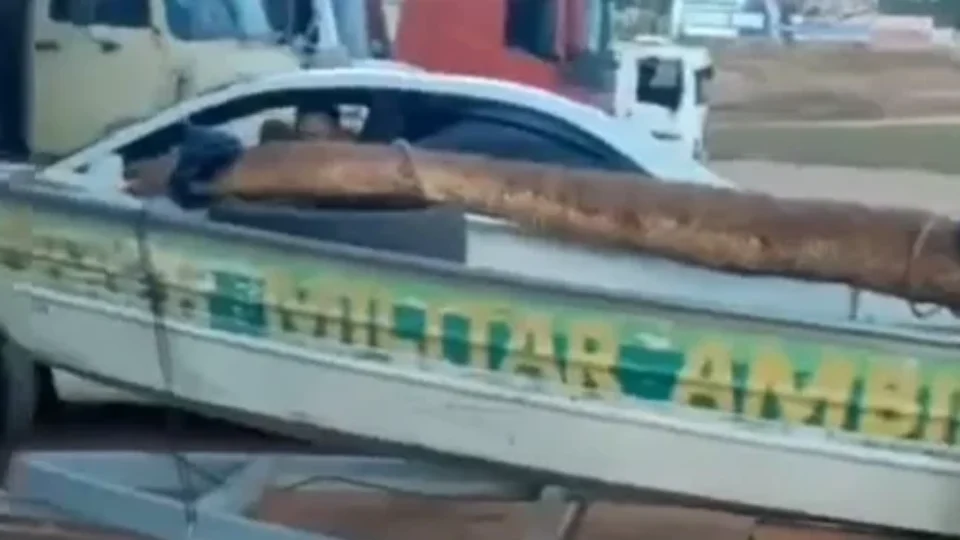 “Olha o tamanho!” Cobra de grandes proporções é capturada e impressiona moradores