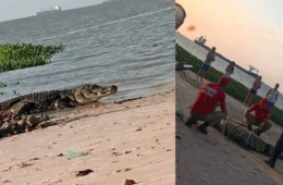 Jacaré de grande porte é resgatado após aparecer na Praia de Vila do Conde, em Barcarena